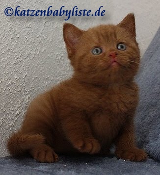 Britisch Kurzhaar Kitten